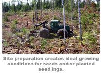 Environment Land Overview Silviculture Operations Environment Land Overview Silviculture Operations - Environment Land Overview Silviculture Operations